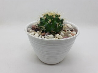 Beautiful Natural Green Cactus Plant in Clean Ceramic Pot with Stones Accessories in White Isolated...