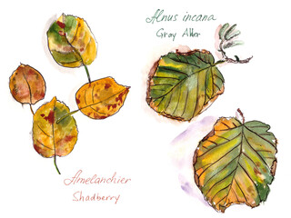 set of autumn leaves, watercolor on a white background,Shadberry and Alder inscriptions in english and latin