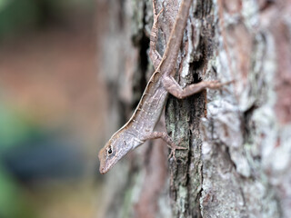 lizard on a tree