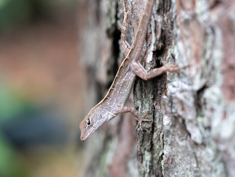 Lizard On A Tree