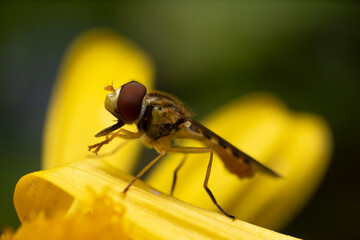 close up of a fly