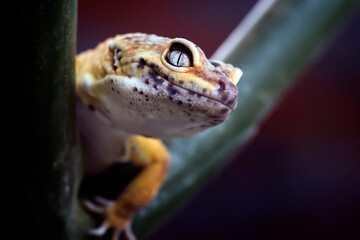 Lemon Frost Gecko lizard sneaking his head