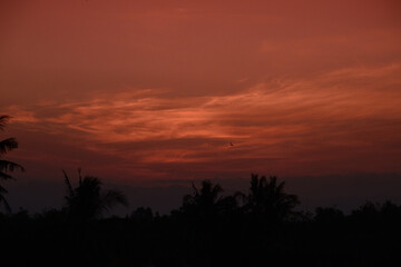 Beautiful sunset with the silhouette of coconut trees