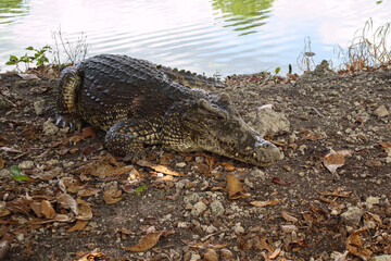Crocodile on the shore. Cuba