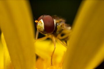 macro of a fly on a flower