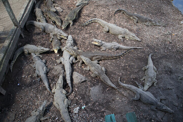 A flock of crocodiles in the aviary