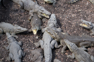 A flock of crocodiles in the aviary