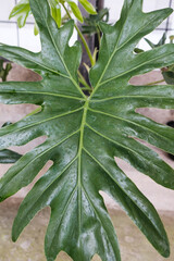 Fototapeta premium close up of a leaf