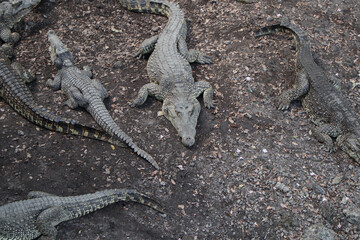 A flock of crocodiles in the aviary