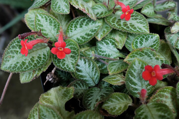 Begonia with red flower blooming