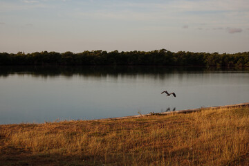 Lone stork by the lake at sunset Cuba.