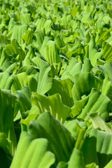 Obraz premium Water lettuce is an aquatic plant that floats in still water