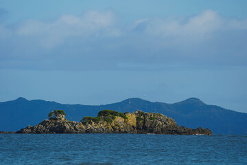 An island of birds from new zealand