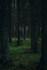 Obraz premium Wald Bäume