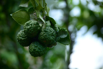 Citrus hystrix, called the kaffir lime, makrut lime and in bahasa called Jeruk purut, jeruk limau, limau, atau limo
