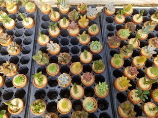 Variety of small cactus in a tiny pot
