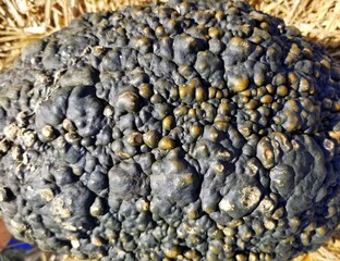 Unusual surface of a black knucklehead pumpkin