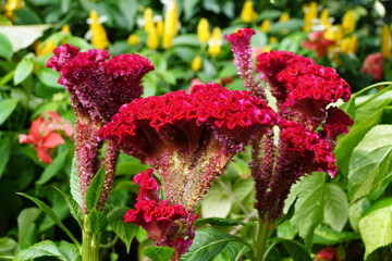 Dark red color of Cockscomb "Bombay Fire" flowers