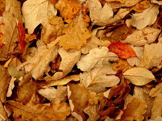 fallen autumn oak leaves in raindrops, selective focus