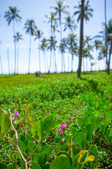Beach palm trees with nice sky