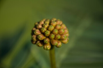 flower bud