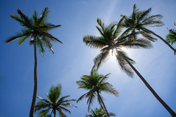 Fototapeta na wymiar Beach palm trees with nice sky