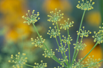Dill plant macro yellow and blue
