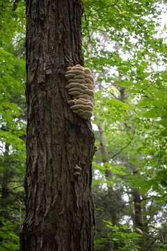 Norther Tooth Bracket (climacodon septentrionalis) or Shelf fungi on a tree in Arrowhead Park
