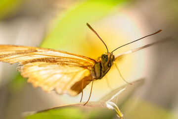 butterfly on leaf