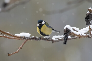 Great Tit (Parus major) in a white winter.