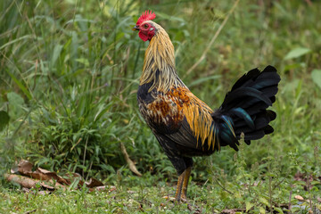 black rooster