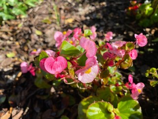 a pretty pink flower with a pretty name.