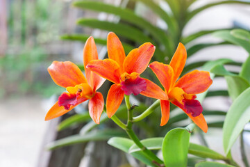 Orange Cattleya Orchids flower bloom on tree with sunlight in the garden on blur nature background. 