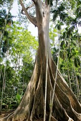 Giant Tree, Northern Thailand