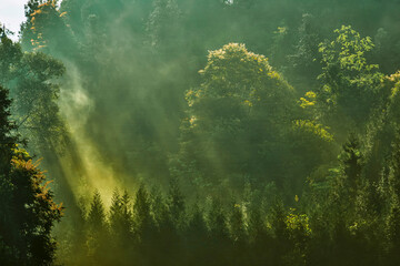 Fototapeta na wymiar A quiet forest in the sun