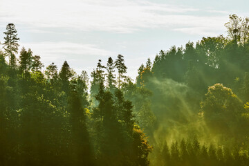A quiet forest in the sun