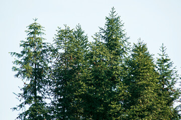 A close-up of the pine canopy