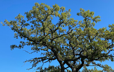autumn colors yellow treetop blue sky