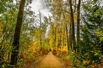 Obraz premium path in autumn forest