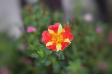 Fototapeta premium red and yellow flowers