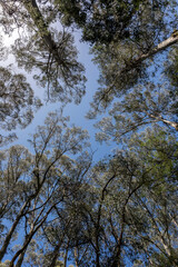 Obraz premium Looking at gum trees in Australia