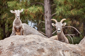 Obraz premium Female Bighorn Sheep and her Lamb