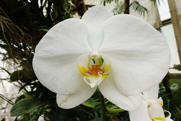 Close up of orchid flower blossom growing on plant stem