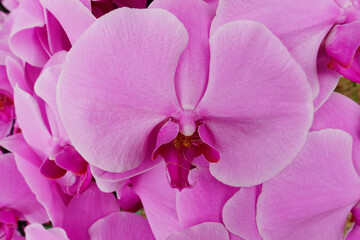 Close up of orchid flower blossom growing on plant stem