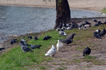 Pigeons at the city. Kiev