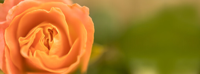 Closeup of orange rose flower with green nature background and copy space using as background cover page concept.