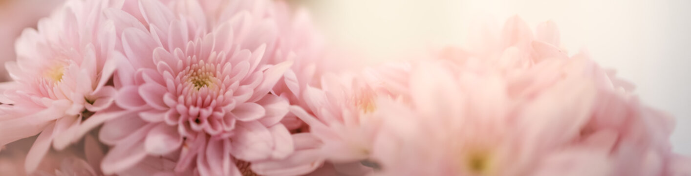 Closeup of pink flower with white background and copy space using as background nature cover page concept.