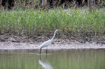 シロサギ（ダイサギ）