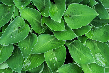緑の葉に付いた水滴