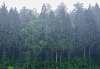 森の豪雨